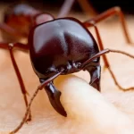 انواع النمل المنزلية
