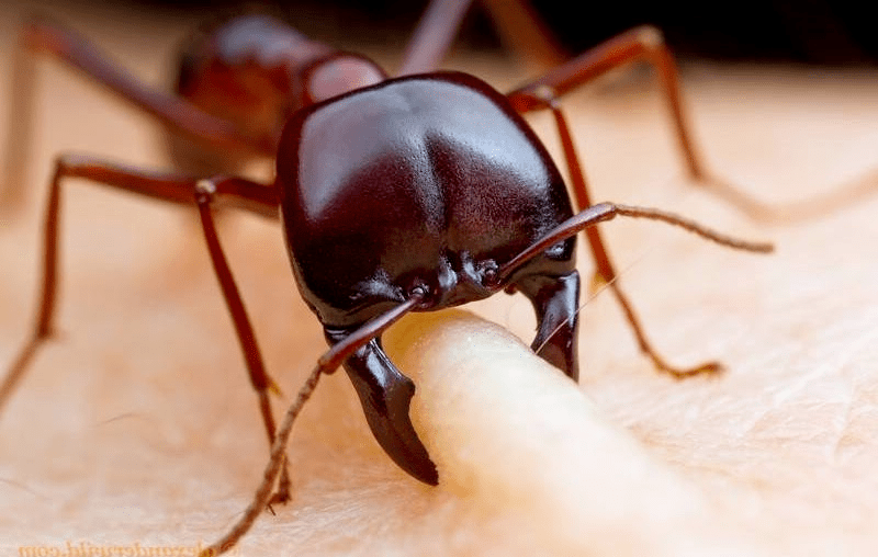 انواع النمل المنزلية